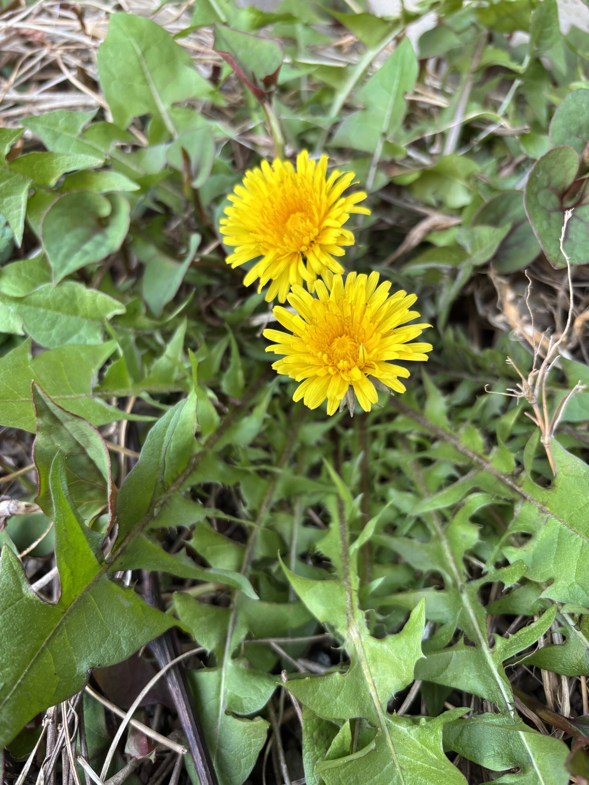 掘って、煎って！たんぽぽの根で珈琲を作ろう